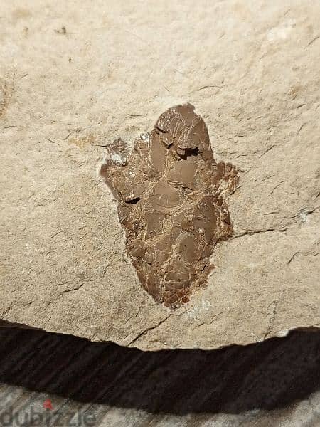 Lebanese fish fossil  1.7 in/ 4.5 cm and fossilized crystal 1