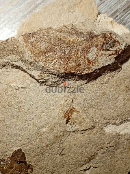 Lebanese fish fossil  1.7 in/ 4.5 cm and fossilized crystal 2