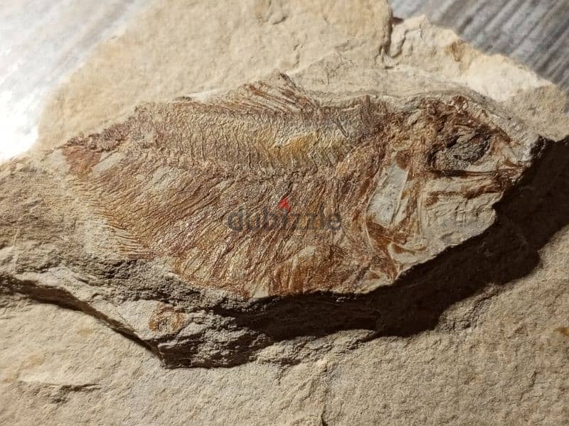 Lebanese fish fossil  1.7 in/ 4.5 cm and fossilized crystal 3