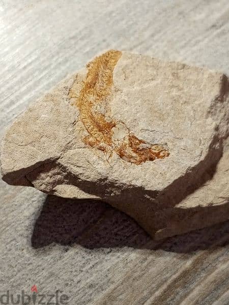 Small Lebanese fish fossil 1.2 in/ 3 cm. cretaceous period 1