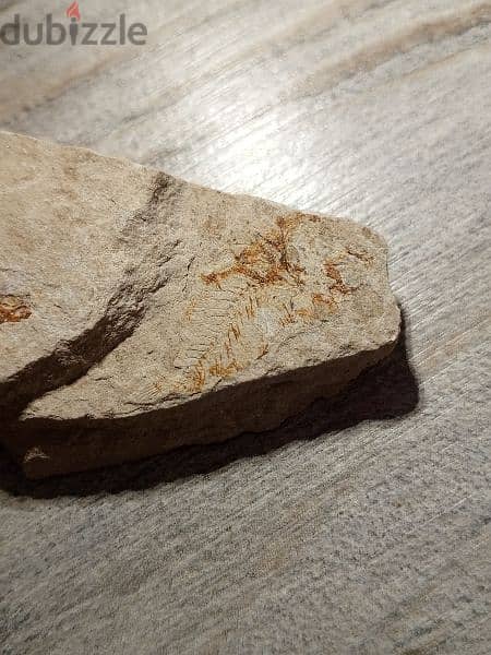 Small Lebanese fish fossil 1.2 in/ 3 cm. cretaceous period 2