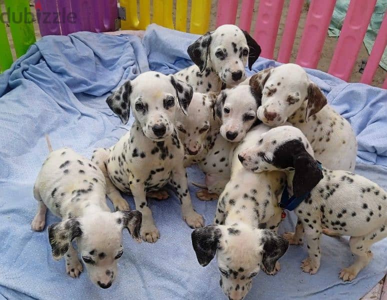 Dachshund, Beagle, Dalmatian, Poodle and all breeds from Europe 5