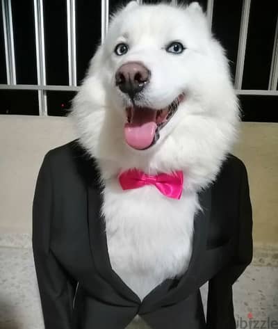 pure white husky for mating  للزواج