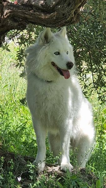 pure white husky for mating  للزواج 1