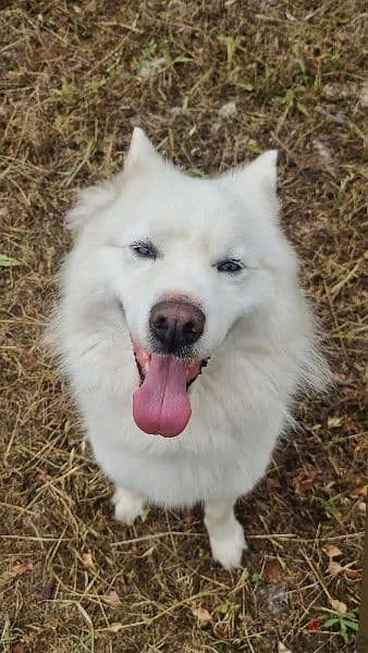 pure white husky for mating  للزواج 2