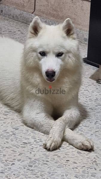 pure white husky for mating  للزواج 3