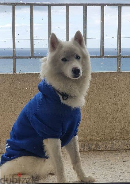 pure white husky for mating  للزواج 4