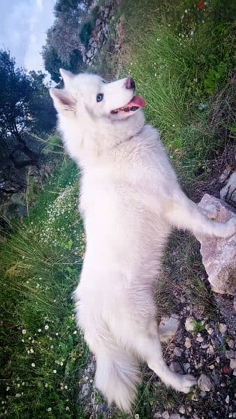 pure white husky for mating  للزواج 5