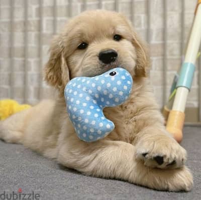 Golden Retriever Puppies/ dog كلاب