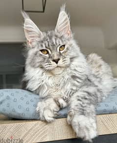 Imported Silver  Mainecoon Kitten Delivery 0