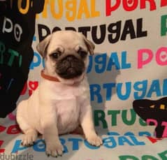 Pug puppy available كلب dog كلاب