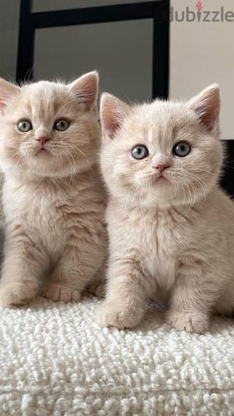 British Shorthair Golden Lilac Color kitten / قطط 0