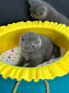 Scottish fold 0