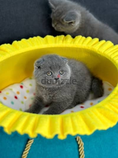 Cutest Scottish Fold kitten pure breed Delivery Cat هرة قطط