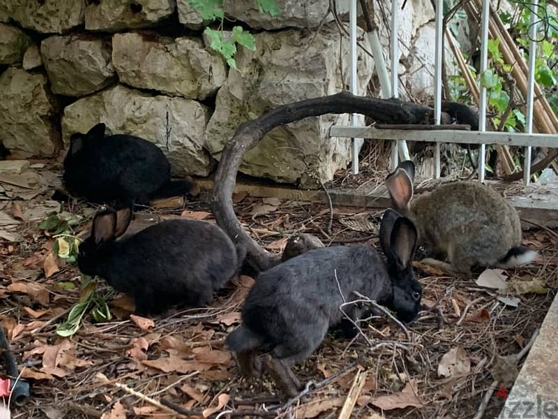 Healthy rabbits well grown 7