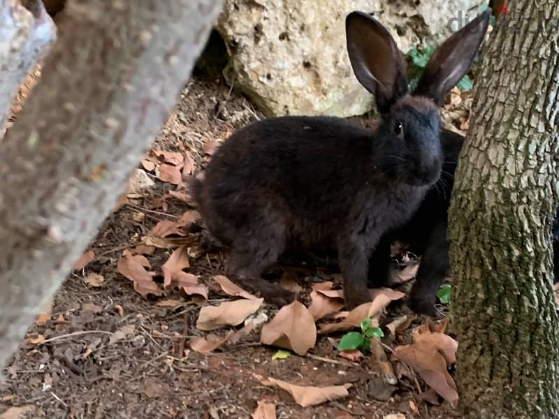 Healthy rabbits well grown 3