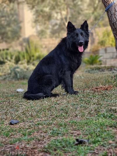 Female german shepherd royal black