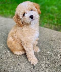 Labradoodle Imported Mini