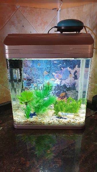 Aquarium for fish with all decorations