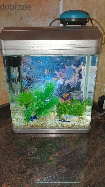 Aquarium for fish with all decorations 1