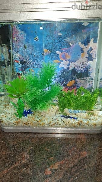 Aquarium for fish with all decorations 2