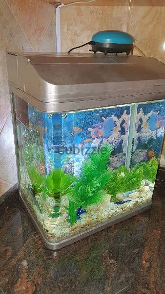 Aquarium for fish with all decorations 3