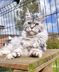 Imported Mainecoon Kitten delivery 0