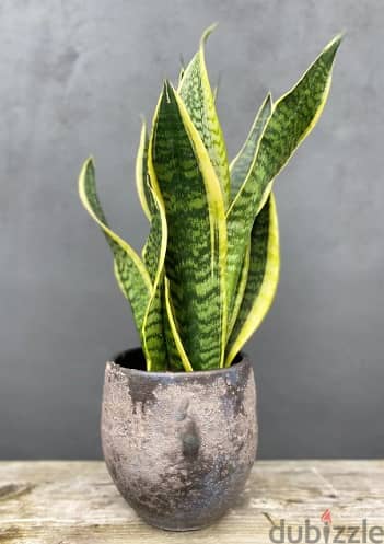 Snake plant/ sanseveria 1