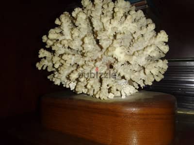 Coral on Stand