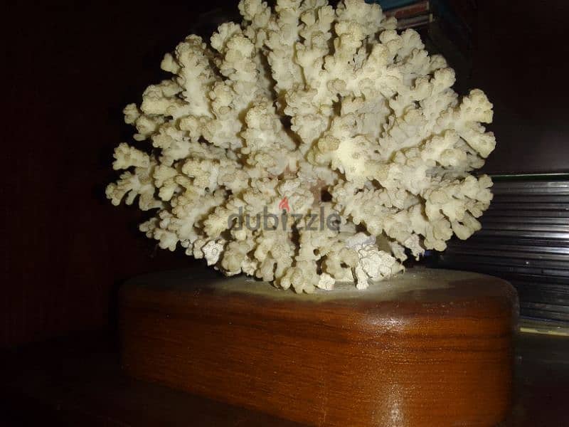 Coral on Stand 0