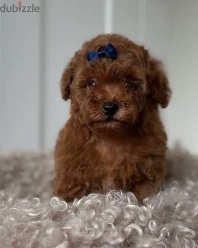 Poodle Puppy / dog كلاب