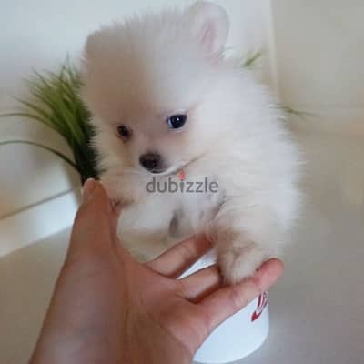 Pomeranian Fox snowhite  delivery to you