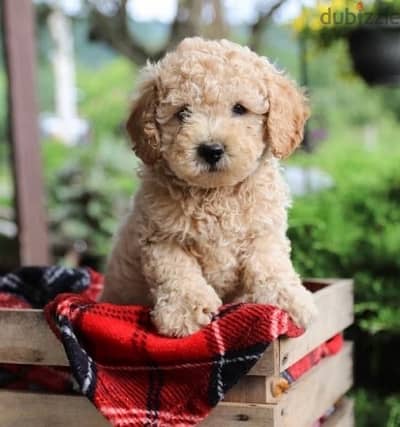 Mini Labradoodle Imported DELIVERY