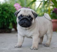 Pug Puppies / dog كلاب