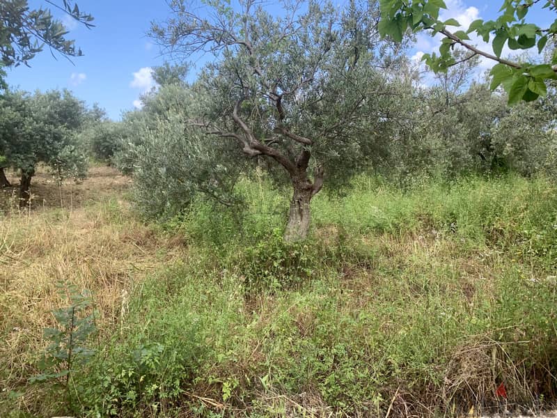 RWB127NK - Land for sale in Jeddayel Jbeil 1