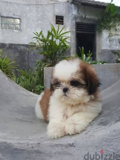 Shih tzu puppies/ dog كلاب