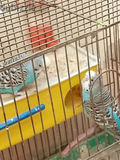 budgies for sale