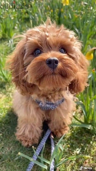 Cavapoo Puppies/ dog كلاب