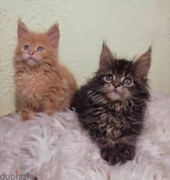 FCI PEDIGREE Maine Coon imported pure breed kitten / Cat / قطط