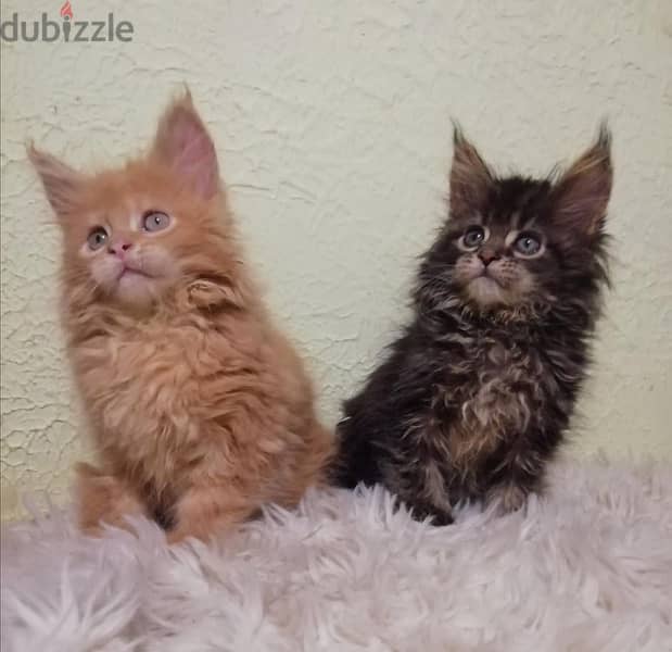 FCI PEDIGREE Maine Coon imported pure breed kitten / Cat / قطط 1