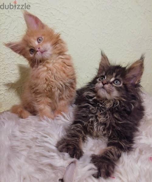 FCI PEDIGREE Maine Coon imported pure breed kitten / Cat / قطط 2