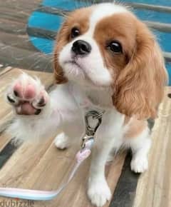 Cavalier King Charles Spaniel / Puppy / Dog / كلب