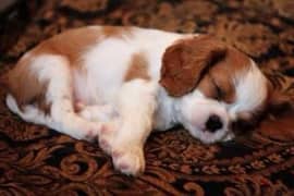 Cavalier King Charles puppy, dog, كلاب