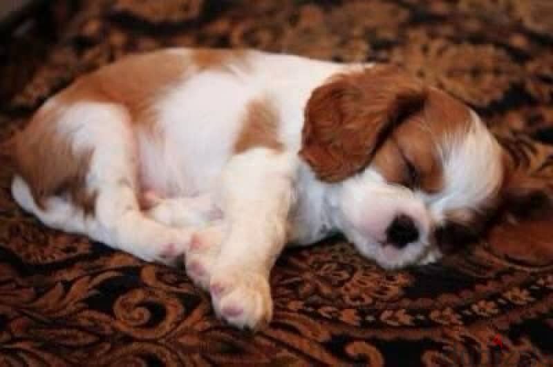 Cavalier King Charles puppy, dog, كلاب 0