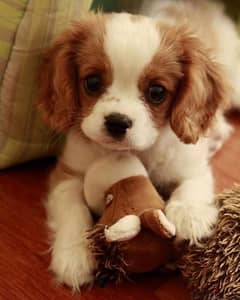 Cavalier King Charles Spaniel puppy / dog / كلب / كلاب 0