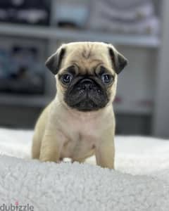 Potty trained imported Pug puppy Pure breed / dog / delivery / كلاب