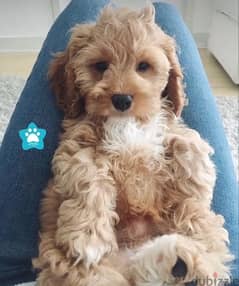 Goldendoodle Mini pure breed puppy / dog / كلاب 0