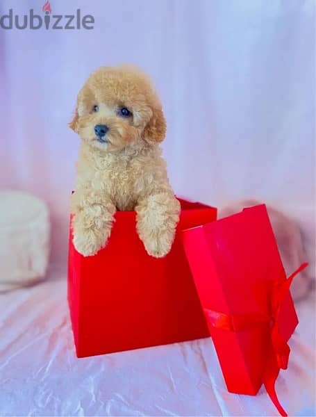 Labradoodle Mini pure breed puppy dog كلاب 0