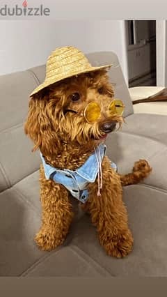 Goldendoodle