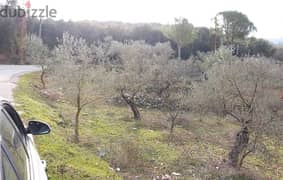 Amchite Ainkfaa land for sale 34 olive trees/عقار للبيع عمشيت عين كفاع